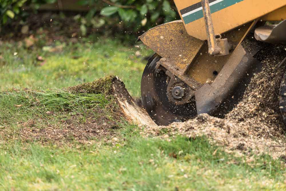 tree stump grinder in action