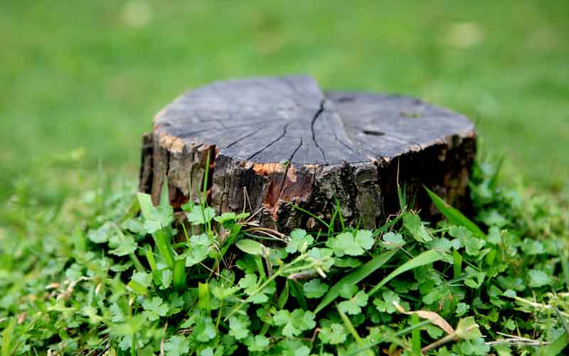 kenilworth tree stump removal