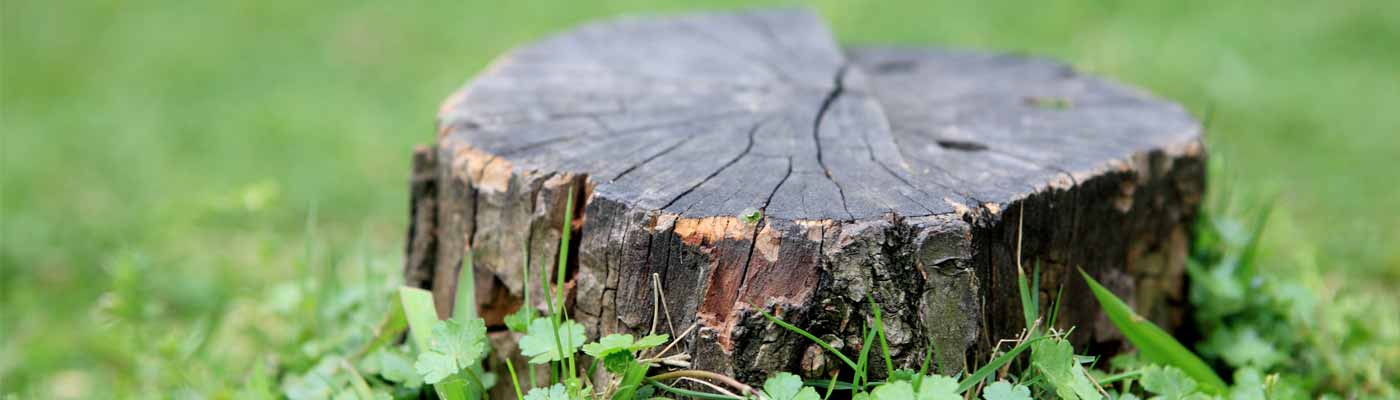 Tree Wise Men | Tree Stump Removal Service